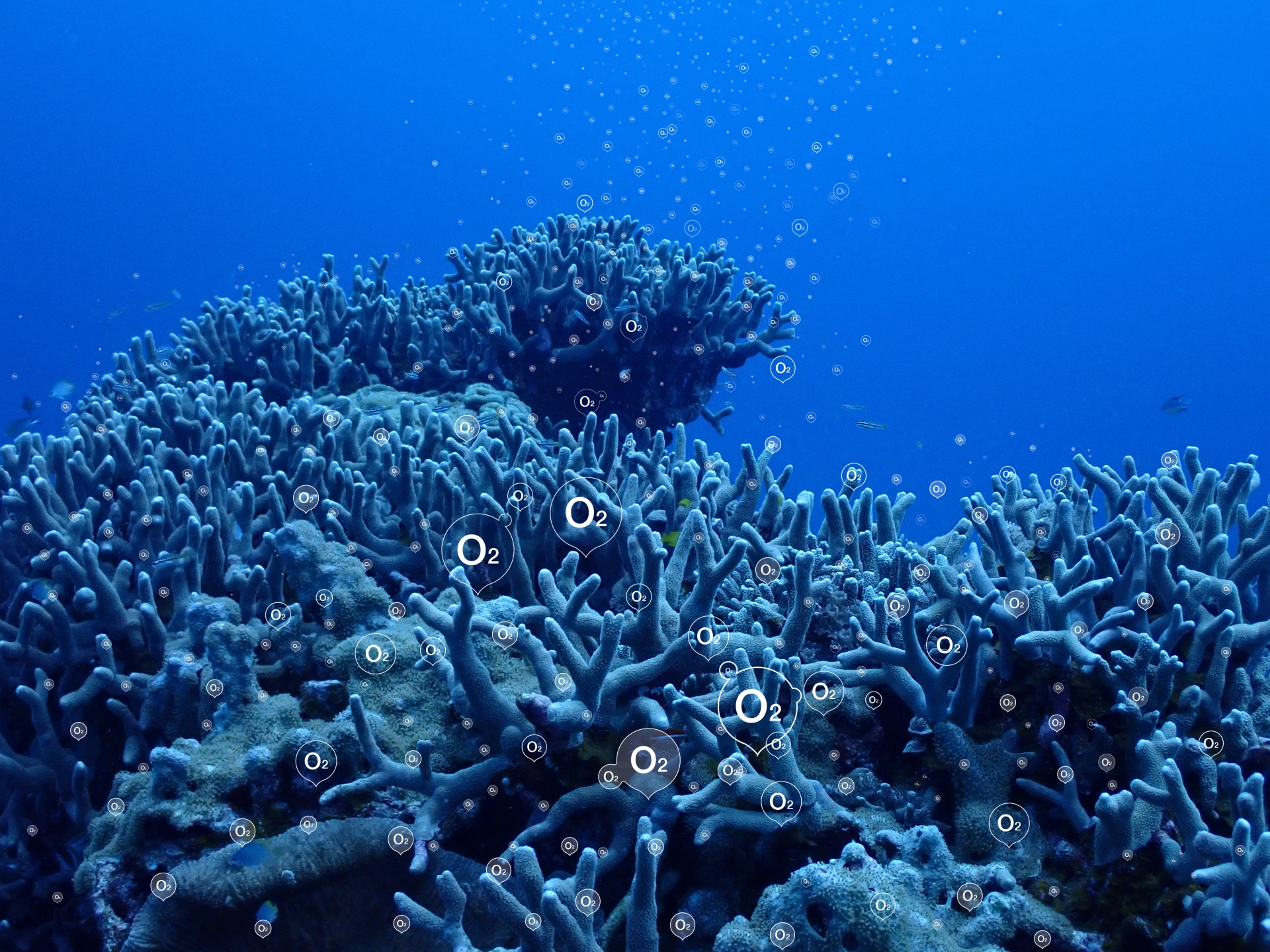 海洋生物　ごみ